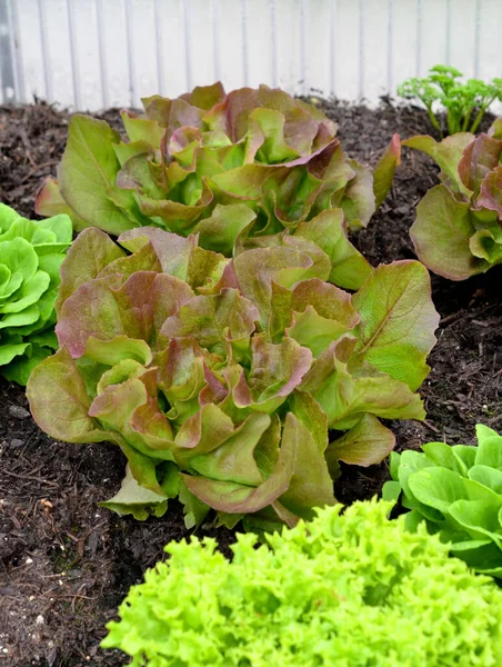 Salad Cold Frame — Stock Photo, Image