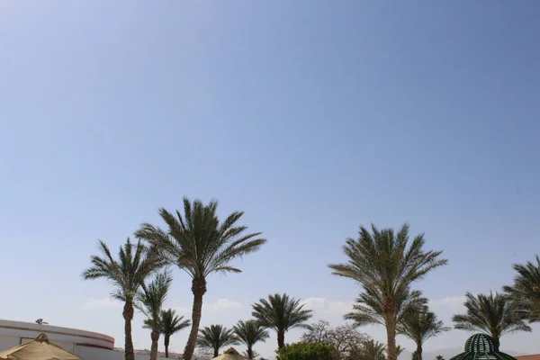 Пальмы Пустыне — стоковое фото