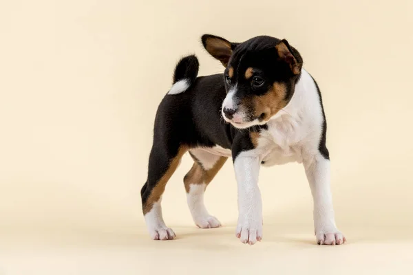 Schattig Hond Een Witte Achtergrond — Stockfoto