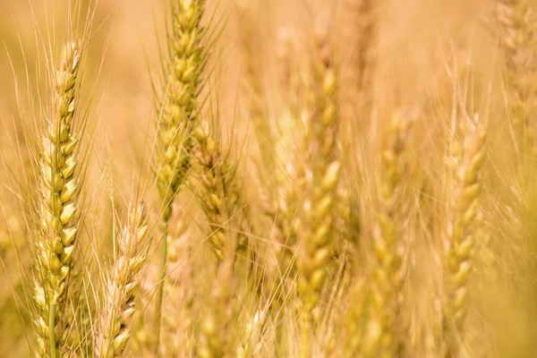 Goldenes Weizenfeld Goldener Weizen Aus Nächster Nähe Hintergrund Des Reifens — Stockfoto