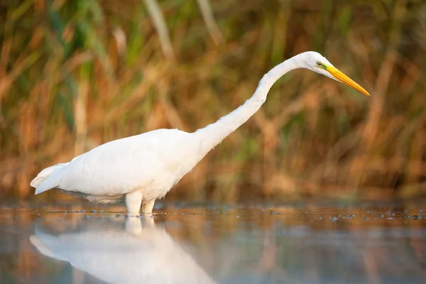 Attentive Great Egret Ardea Alba Looking Water Marsh Autumn Concept — Stock Photo, Image