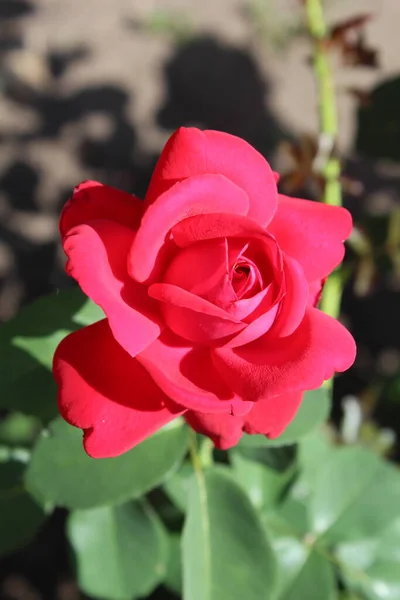 Beautiful Red Rose Garden — Stock Photo, Image