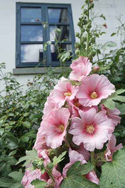 花园里美丽的花 免版税图库照片