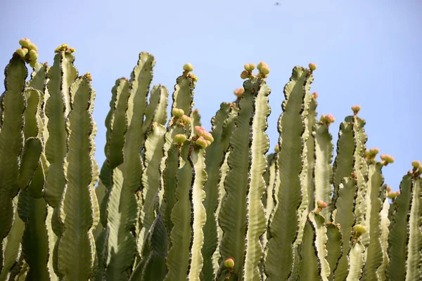 Kaktus Garten — Stockfoto