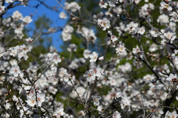 花园里美丽的春花 — 图库照片