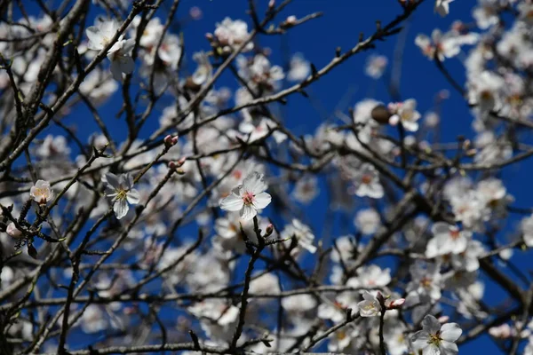 Piękne Wiosenne Kwiaty Drzewie — Zdjęcie stockowe