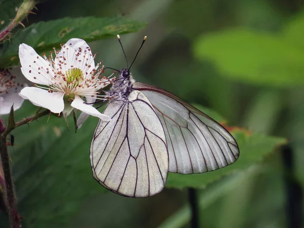 The flight period of the black-veined white is between April and July. The adults are quite social and their abundance varies greatly from year to year. The eggs are laid on the food plant, usually a member of the rose family Rosaceae and often on trees a