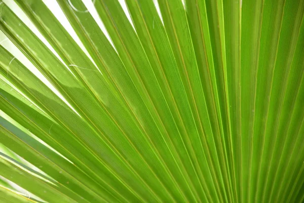 Gröna Blad Bakgrund Tropiska Palmblad — Stockfoto