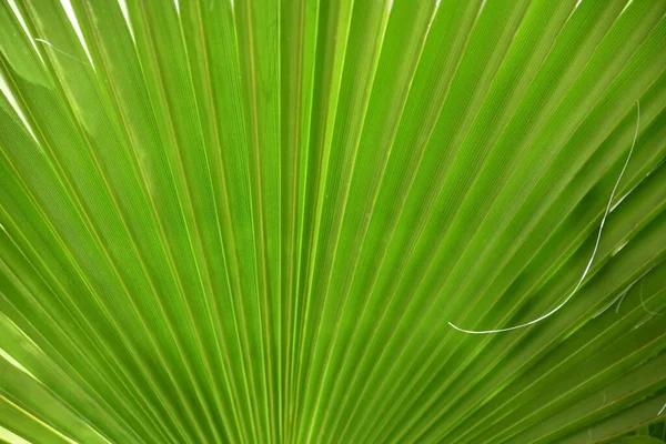 Zöld Levelek Háttér Trópusi Növény — Stock Fotó