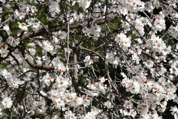 Blommor Mandeltrã Alicante Province Costa Blanca Spanien — Stockfoto