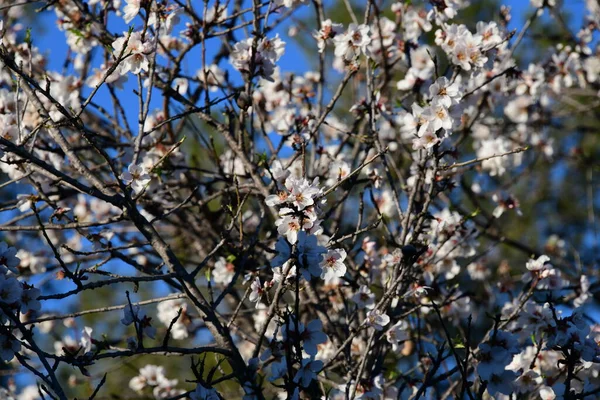 Blossoms Almond Tree Alicante Province Costa Blanca Spain — Stock Photo, Image