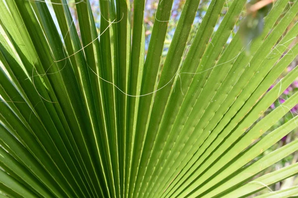 Folhas Verdes Árvore — Fotografia de Stock