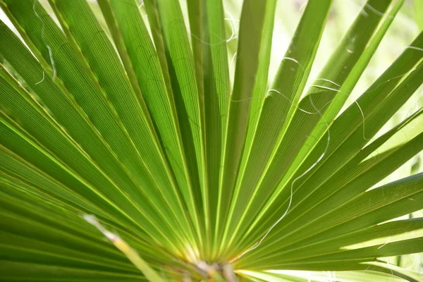 Green Leaves Palm Tree — Stock Photo, Image