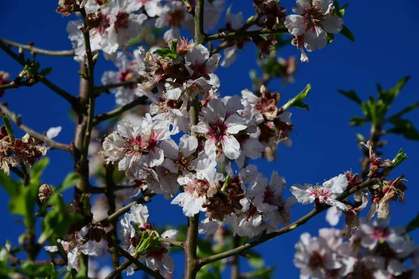 Blommor Mandeltrã Alicante Province Costa Blanca Spanien — Stockfoto