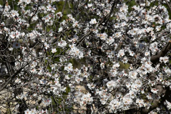 Blommor Mandeltrã Alicante Province Costa Blanca Spanien — Stockfoto