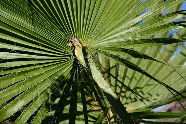Palmblätter Garten — Stockfoto
