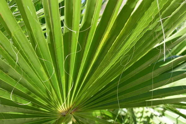 Green Leaves Palm Tree — Stock Photo, Image