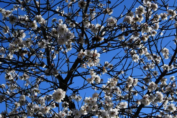 スペイン コスタブランカ州アリカンテ県アーモンドの木の花 — ストック写真