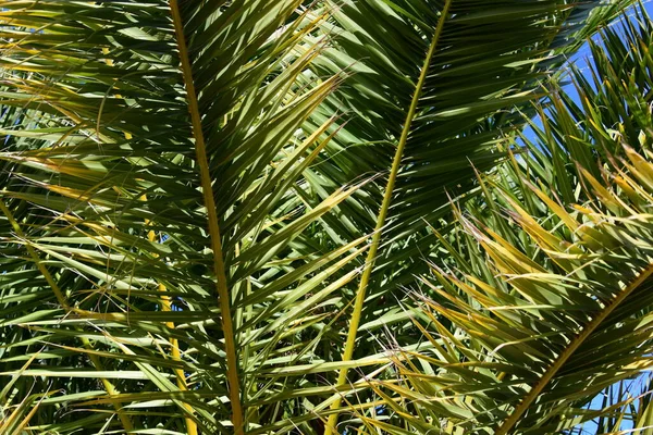 Palmové Větve Flóra Příroda — Stock fotografie