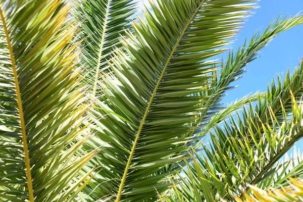 海滩上的棕榈叶 — 图库照片