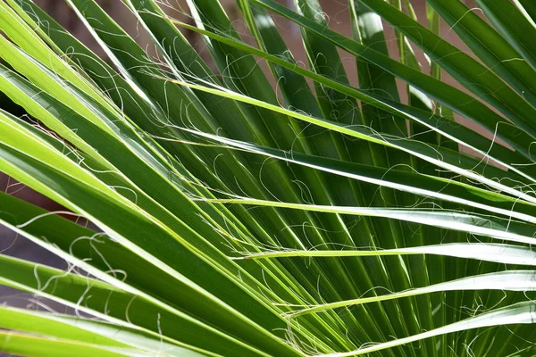 Зеленые Листья Пальмы — стоковое фото