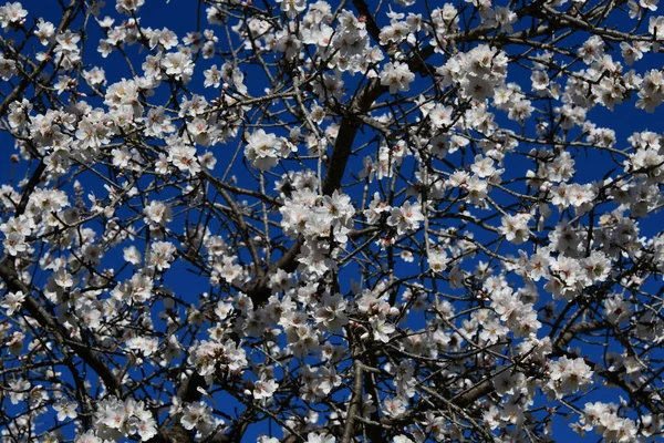 西班牙科斯塔布兰卡阿利坎特省杏树上的花朵 — 图库照片