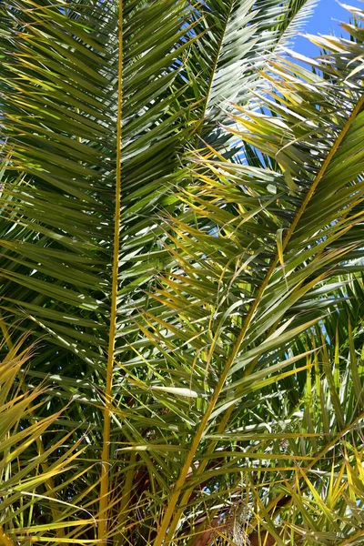 Palma Ogrodzie — Zdjęcie stockowe