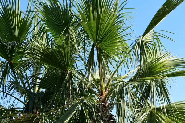 Пальма Зелеными Листьями Фоне Неба — стоковое фото