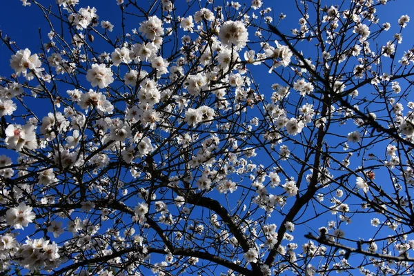 西班牙科斯塔布兰卡阿利坎特省杏树上的花朵 — 图库照片