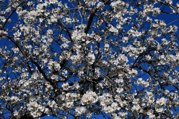 Blüten Auf Mandelbäumen Provinz Alicante Costa Blanca Spanien — Stockfoto