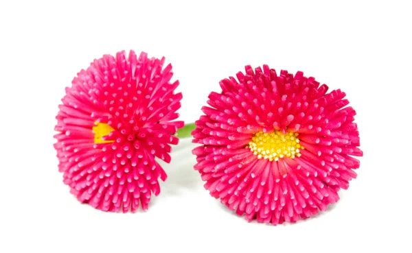 Bellis Vermelho Isolado Primavera — Fotografia de Stock