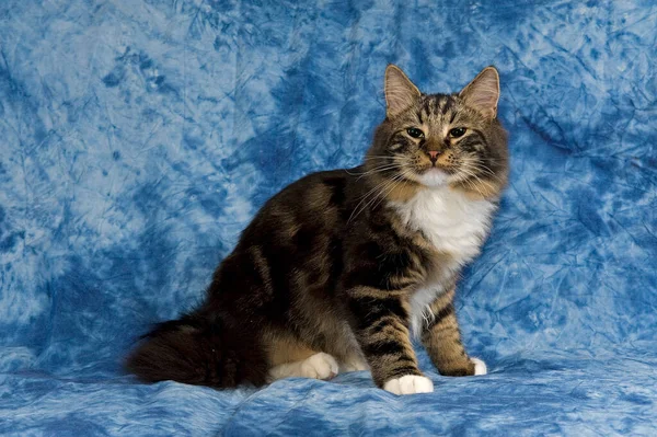 배경의 아름다운 고양이 — 스톡 사진
