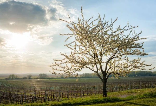 Cerezo Plena Floración Lago Neusiedlersee Burgenland — Foto de Stock