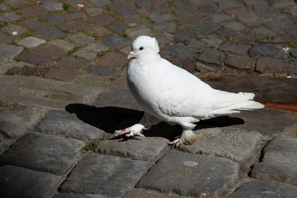 Taube Auf Dem Boden — Stockfoto