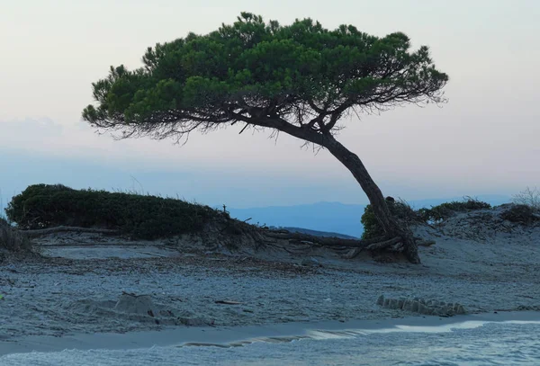 지중해에 그리스의해 의나무들 — 스톡 사진