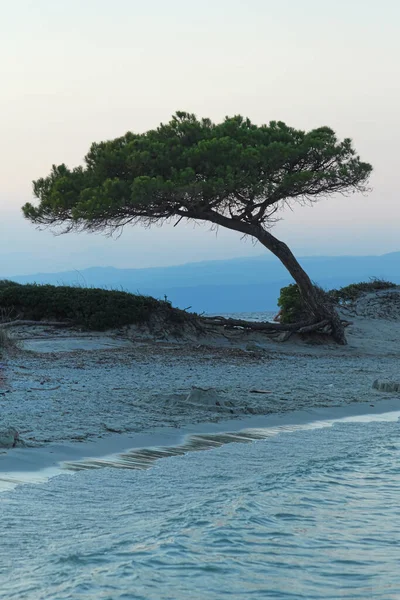 Baum Strand Griechenland Mittelmeer — Stockfoto