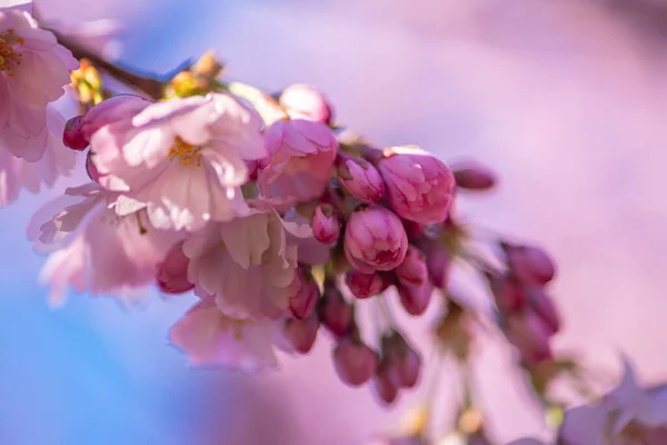 Rosa Körsbärsträd Blomma Våren — Stockfoto