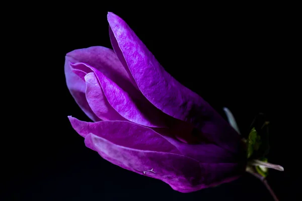 Fioletowy Kwiat Czarnym Tle — Zdjęcie stockowe