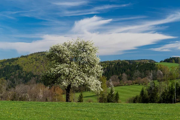 Vackert Landskap Med Ett Träd Bakgrunden — Stockfoto
