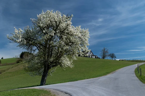 Vårlandskap Med Ett Träd Och Stig — Stockfoto