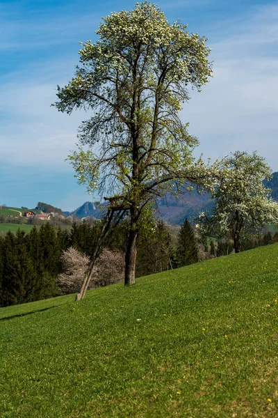 Krásná Krajina Stromem Modrou Oblohou — Stock fotografie