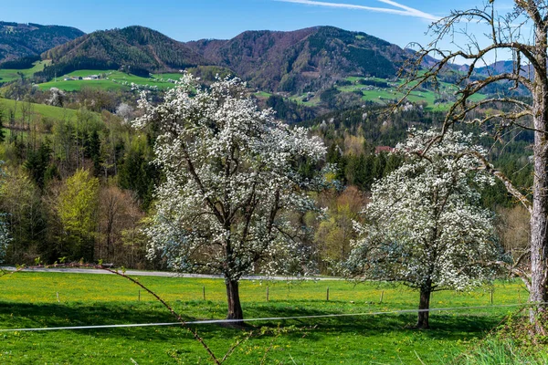 Bela Paisagem Com Uma Árvore Fundo — Fotografia de Stock