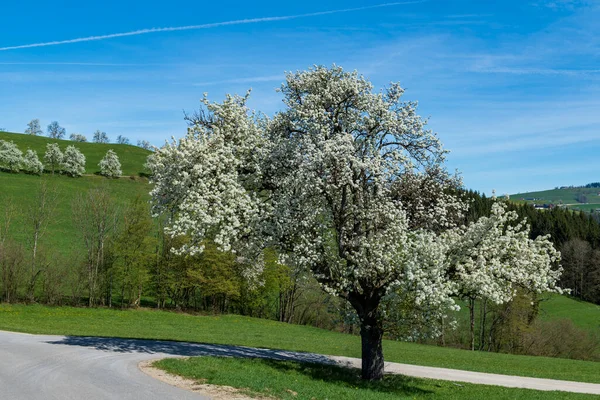 Vackert Vårlandskap Med Träd Och Grönt Gräs — Stockfoto