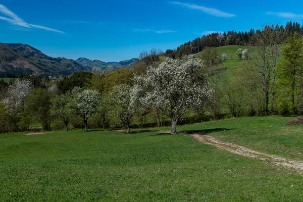 Schöne Landschaft Mit Bäumen Und Grünem Gras — Stockfoto