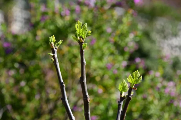 a fresh fig leaf on fig tree, Costa Blanca, Spain