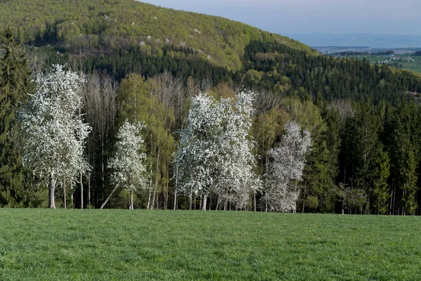 Wunderschöne Landschaft Mit Einem Baum Wald — Stockfoto