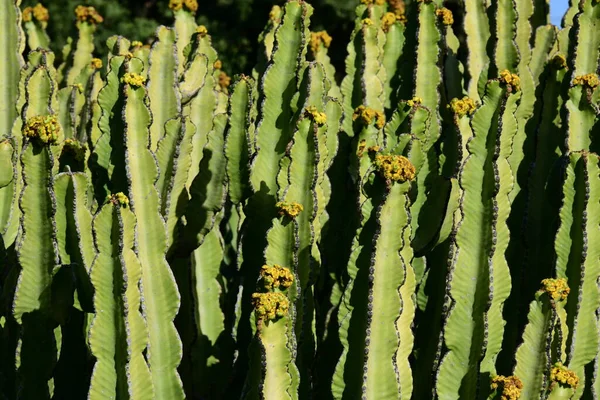 Pianta Cactus Giardino — Foto Stock