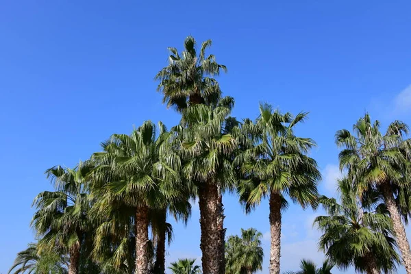 Palm Träd Den Blå Himlen Bakgrund — Stockfoto