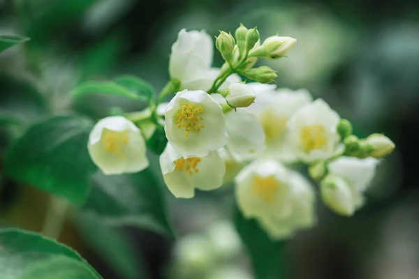 Beautiful White Flowers Garden — Stock Photo, Image