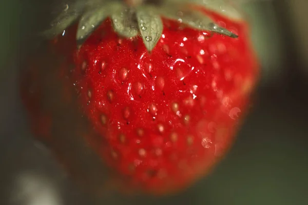Erdbeere Garten — Stockfoto